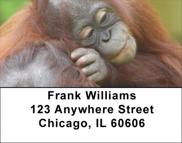 Go Ape Address Labels | LBQBD-05
