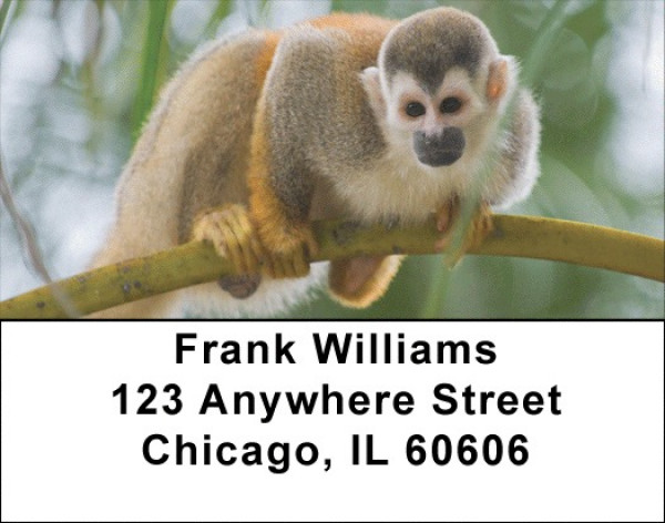 Jungle Monkeys Address Labels | LBQBD-06