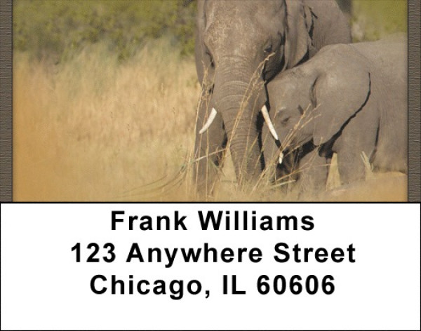 In The Wild Address Labels | LBQBD-21