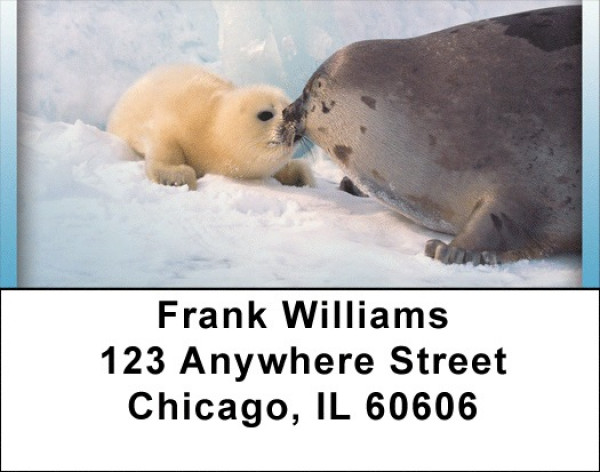 Baby Seals Address Labels | LBQBD-28