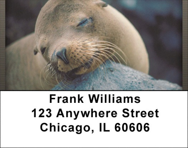 Chill Out  Address Labels | LBQBD-29