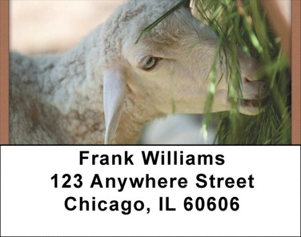 Grazing Sheep Address Labels | LBQBD-33