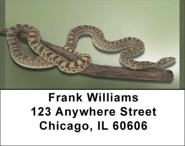 Slithering Reptiles Address Labels | LBQBD-35