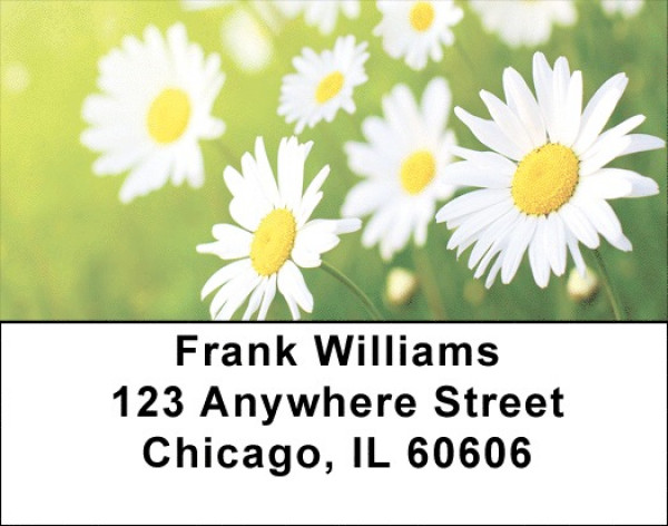 Daisy Dazzle Address Labels | LBQBG-42