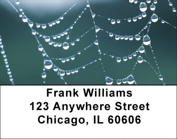Dewy Webs Address Labels | LBQBH-94