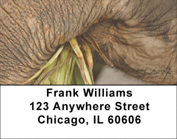 Elephants Up Close and Personal Address Labels | LBZANI-69
