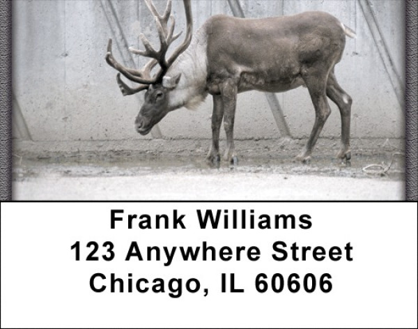 Rudolph Address Labels | LBZANJ-23