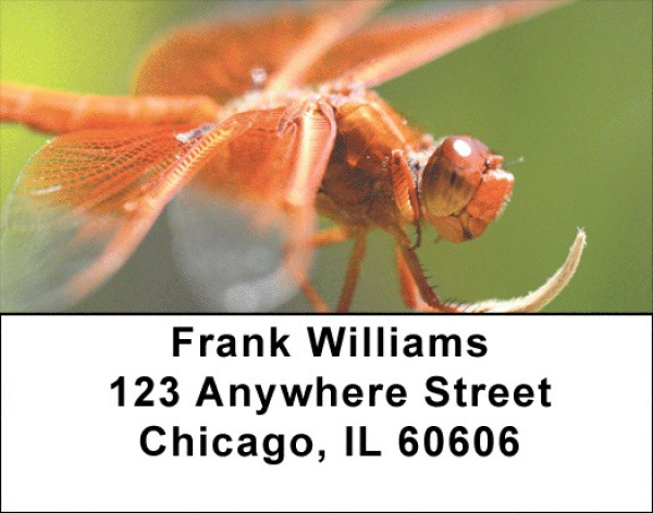 Dragonfly Maneuvers Address Labels | LBZANJ-32