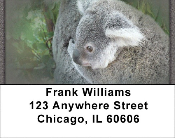 Kuddly Koala Address Labels | LBZANJ-37