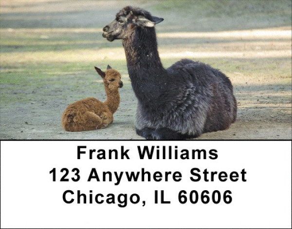 Llama Address Labels | LBZANJ-38
