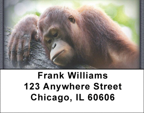 Monkeys Address Labels | LBZANJ-42