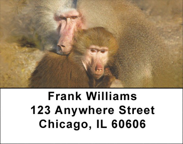 Baboon Business Address Labels | LBZANJ-46