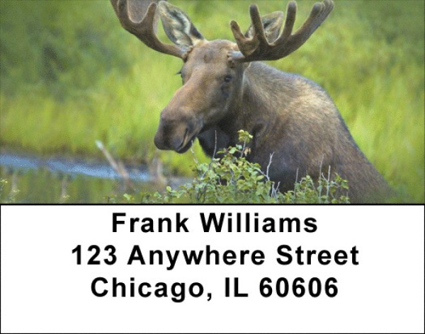 Moose Address Labels | LBZANJ-48