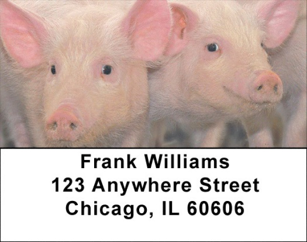 Pigs Address Labels | LBZANJ-58
