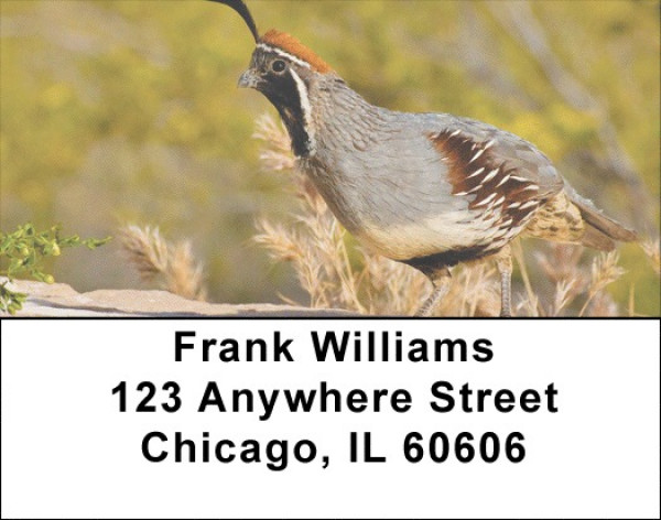 Quail Closeups Address Labels | LBZANJ-60