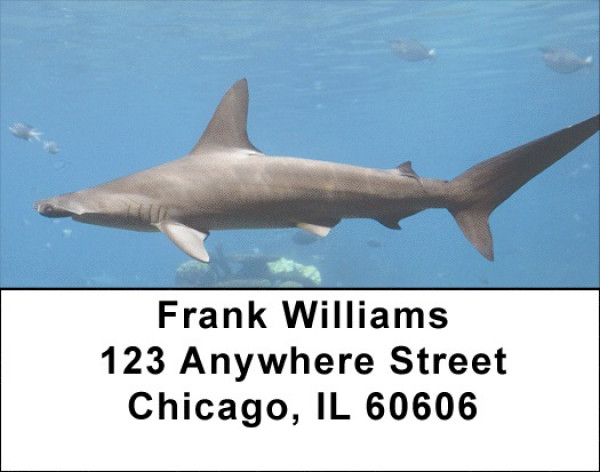 Shark Infested Waters Address Labels | LBZANJ-64