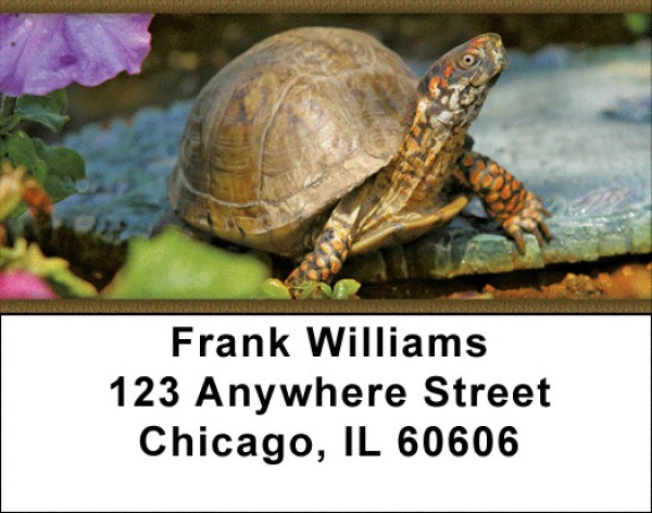 Box Turtles Address Labels | LBZANJ-83