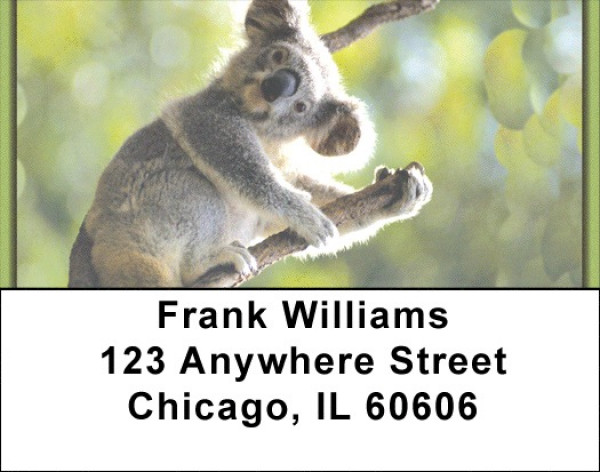 Koala Bears Address Labels | LBZANK-14
