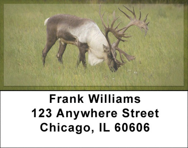 Caribou Address Labels | LBZANK-24