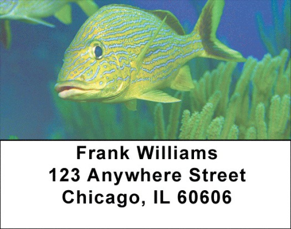 Tropical Fish Address Labels | LBZANK-36
