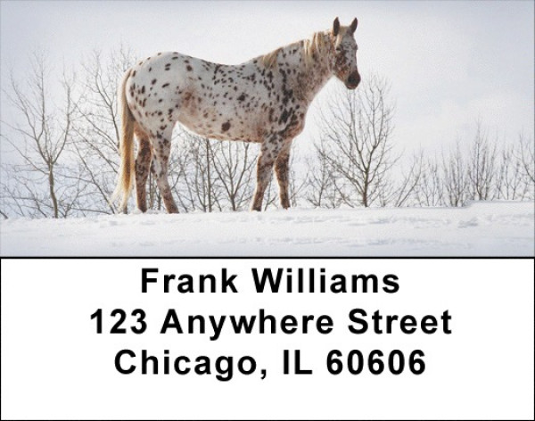 Appaloosa Address Labels | LBZANK-46