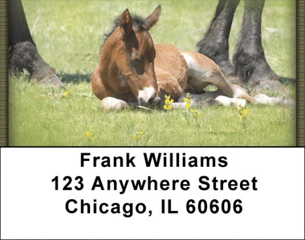 Colts Address Labels | LBZANK-47