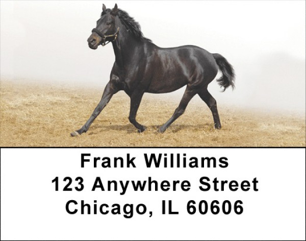 Black Stallions Address Labels | LBZANK-52