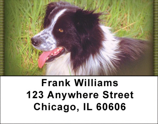 Border Collies Addrss Labels | LBZDOG-02