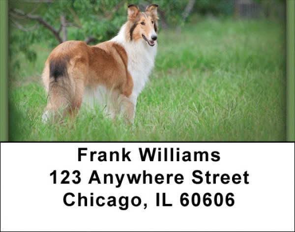 Collies Address Labels | LBZDOG-14