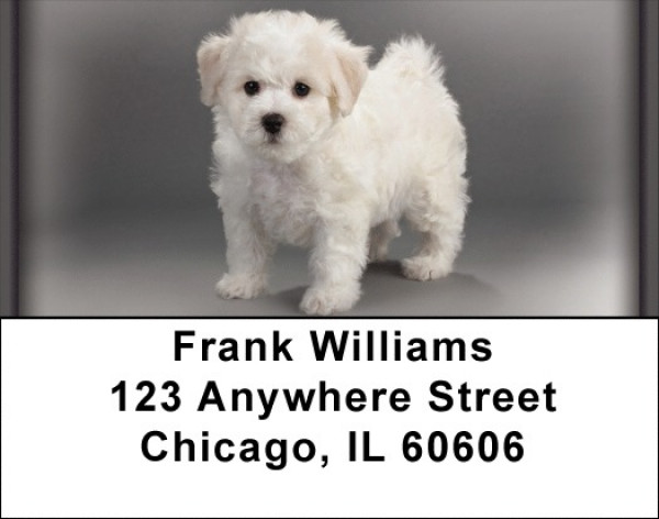 Adorable Bichons Address Labels | LBZDOG-31
