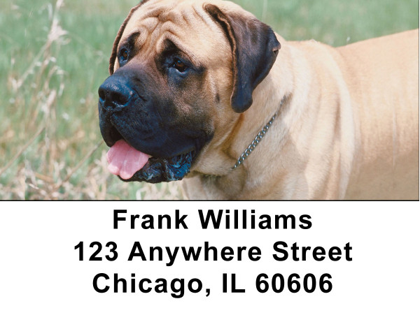 Mastiff Address Labels | LBZDOG-33