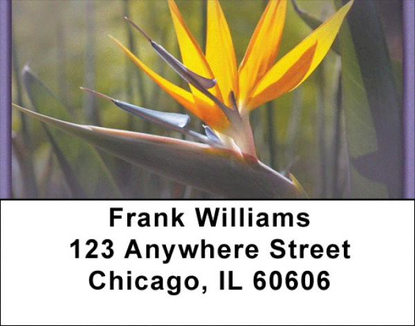 Bird Of Paradise Address Labels | LBZFLO-03