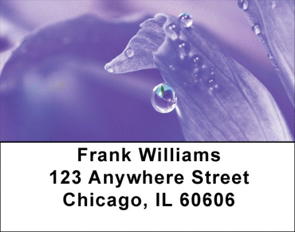 Dewey Colors Address Labels | LBZFLO-38