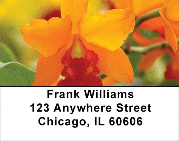 Colors On Fire Address Labels | LBZFLO-47