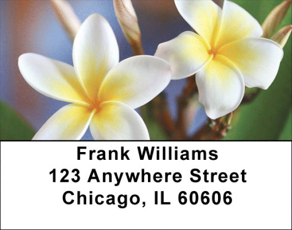 Plumeria Address Labels | LBZFLO-68