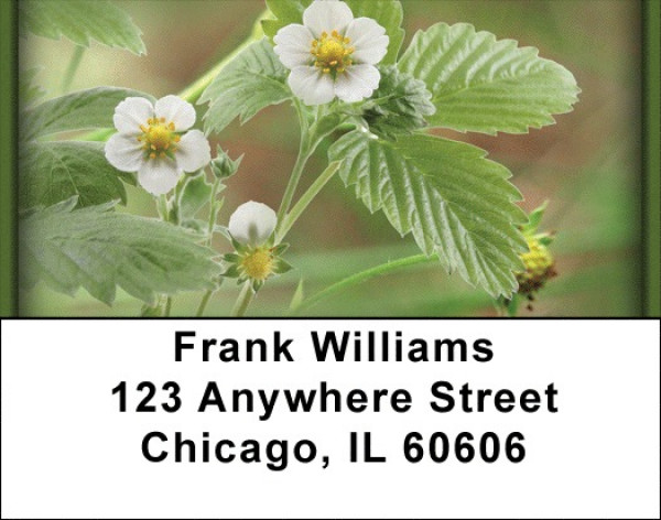 Bloomin' Strawberries Address Labels | LBZFOD-25