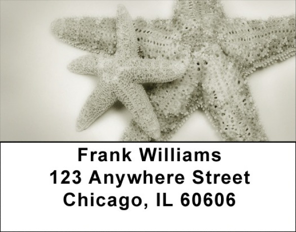 Shells In Taupes and Sage Address Labels | LBZSCE-30